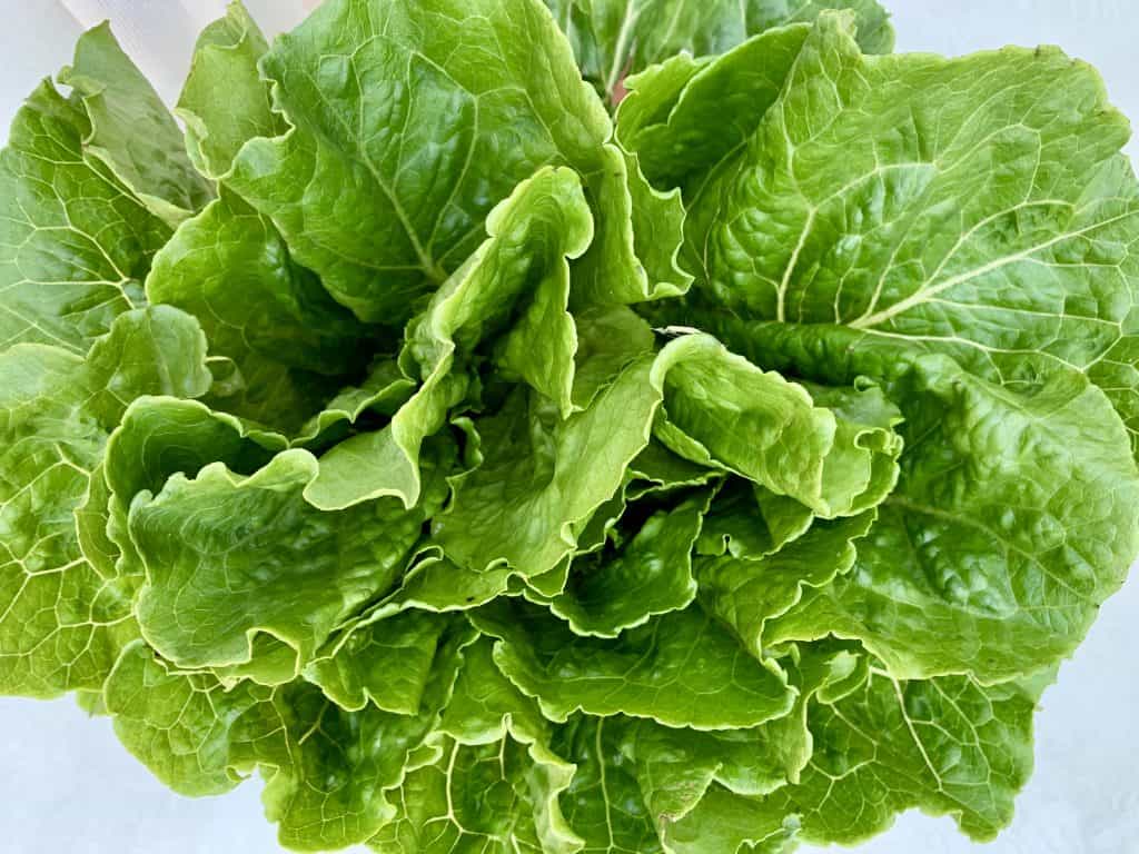 Romaine lettuce leaves